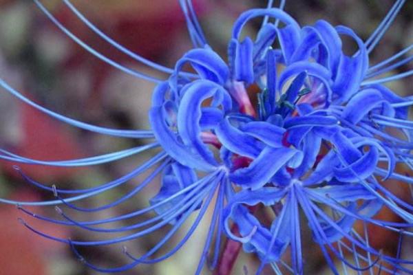 曼陀羅和秋葵的區別是什么 盆栽曼陀羅怎么養護