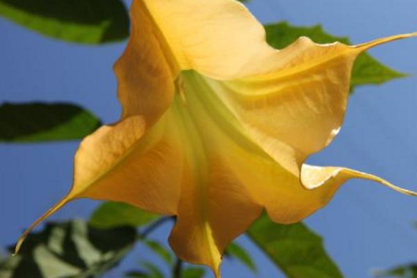 曼陀羅和秋葵的區別是什么 盆栽曼陀羅怎么養護