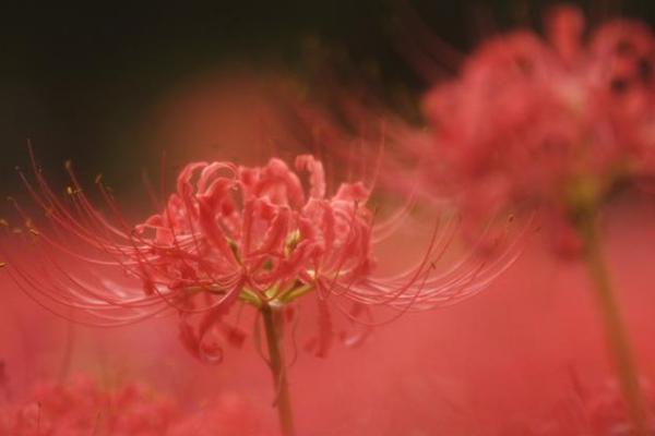 曼陀羅和秋葵的區別是什么 盆栽曼陀羅怎么養護