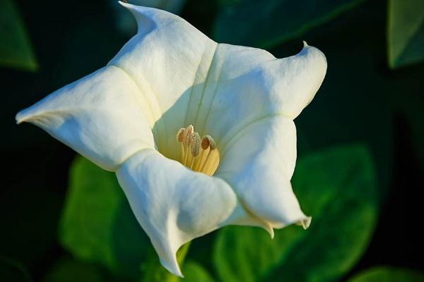 曼陀羅和秋葵的區別是什么 盆栽曼陀羅怎么養護