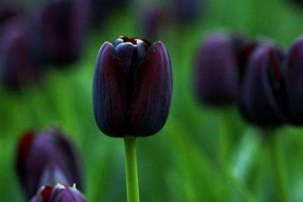 曼陀羅和秋葵的區別是什么 盆栽曼陀羅怎么養護