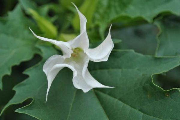 曼陀羅和秋葵的區別是什么 盆栽曼陀羅怎么養護