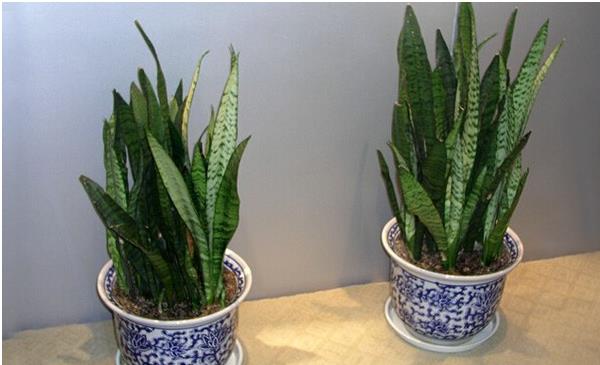 虎尾蘭和虎皮蘭的區別是什么 虎皮蘭的養殖注意事項