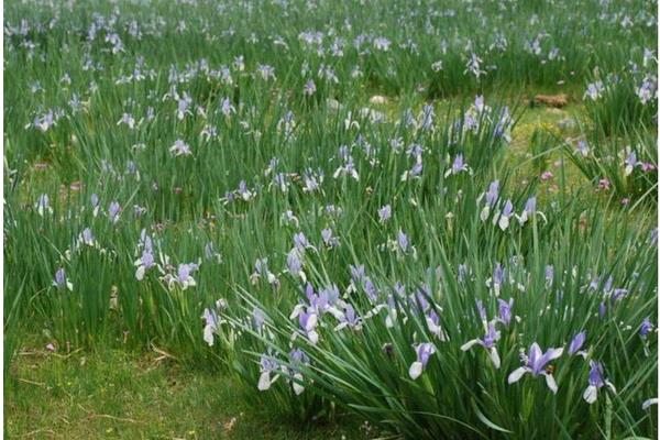 馬藺圖片大全 馬藺有哪些品種