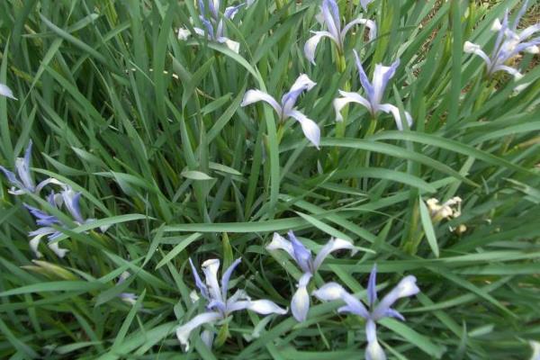 馬藺圖片大全 馬藺有哪些品種