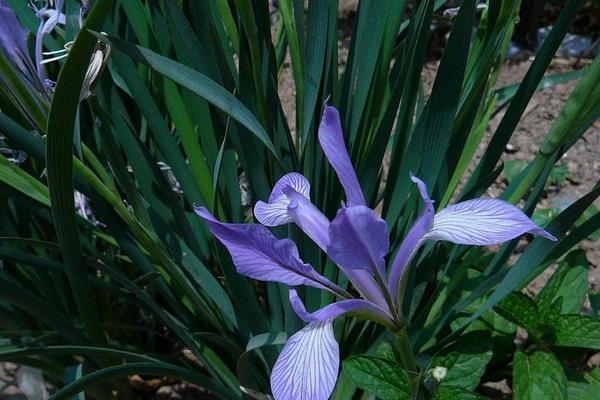 馬藺圖片大全 馬藺有哪些品種