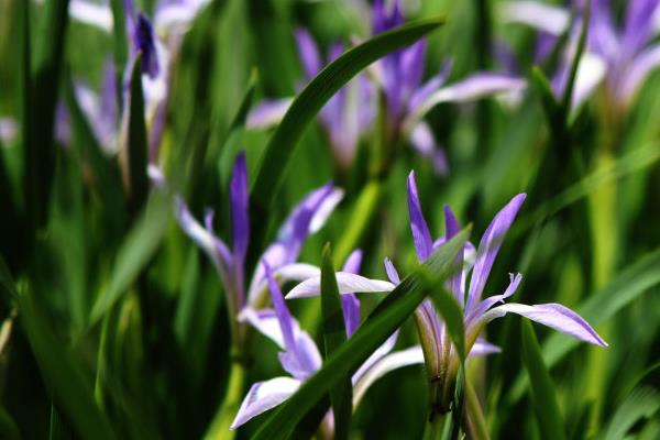 馬藺圖片大全 馬藺有哪些品種