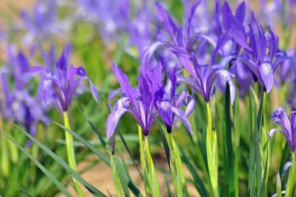 馬藺圖片大全 馬藺有哪些品種