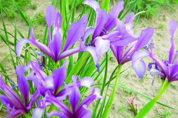 馬藺圖片大全 馬藺有哪些品種