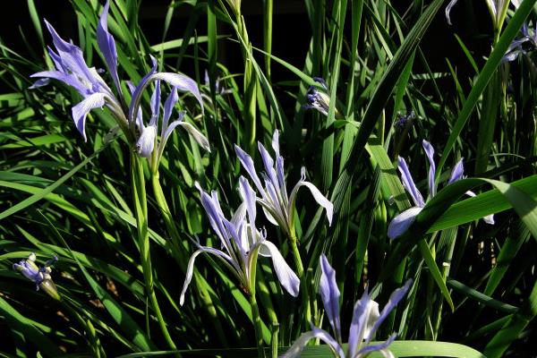 馬藺圖片大全 馬藺有哪些品種