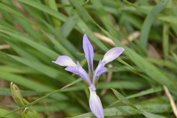 馬藺圖片大全 馬藺有哪些品種