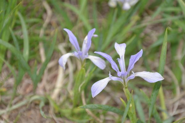 馬藺圖片大全 馬藺有哪些品種