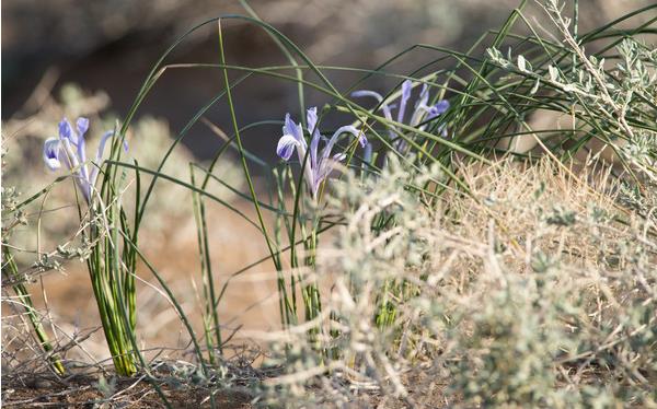 馬藺圖片大全 馬藺有哪些品種