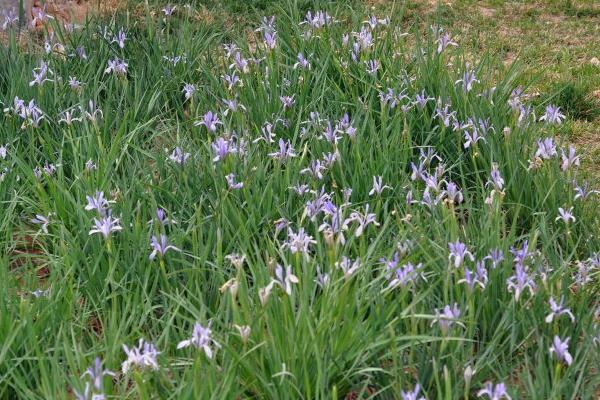 馬藺圖片大全 馬藺有哪些品種