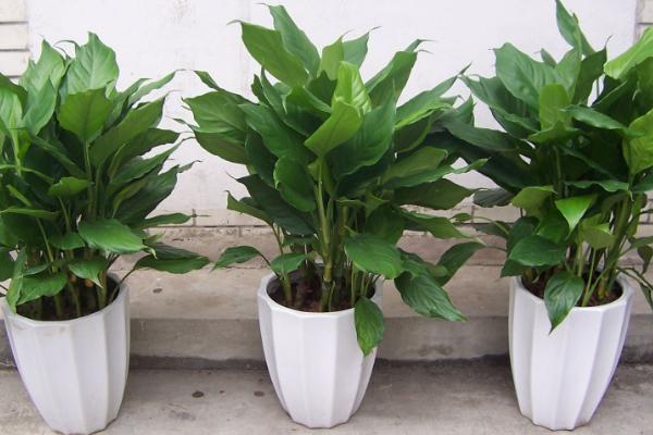 萬年青的功效與作用及禁忌 家里養(yǎng)萬年青的好處有哪些