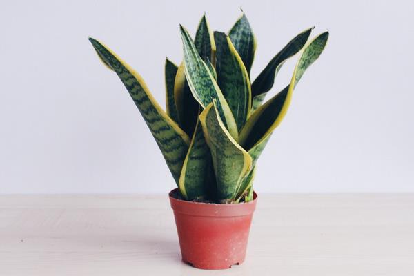 虎皮蘭的功效與作用及禁忌 盆栽虎皮蘭怎么養(yǎng)