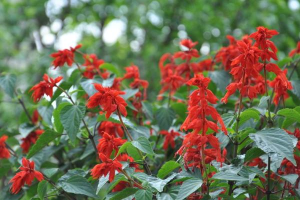 一串紅家庭盆栽養(yǎng)殖方法 一串紅怎么繁殖