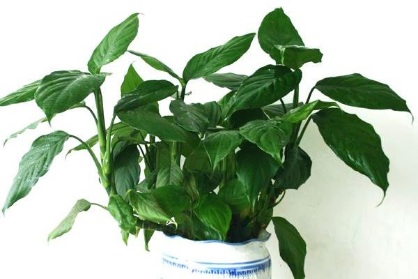 萬年青市場價格多少錢一盆 萬年青的施肥方法及注意事項