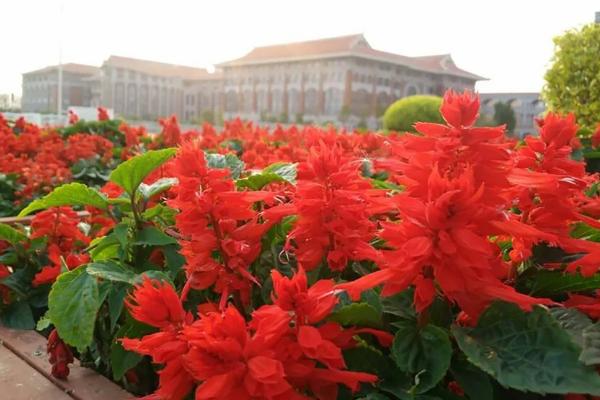 一串紅種子市場(chǎng)價(jià)格多少錢(qián)一斤 一串紅的種植方法