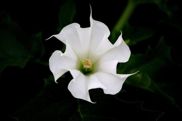 曼陀羅和秋葵的區別是什么 盆栽曼陀羅怎么養護