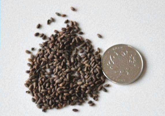 一串紅種子市場(chǎng)價(jià)格多少錢(qián)一斤 一串紅的種植方法