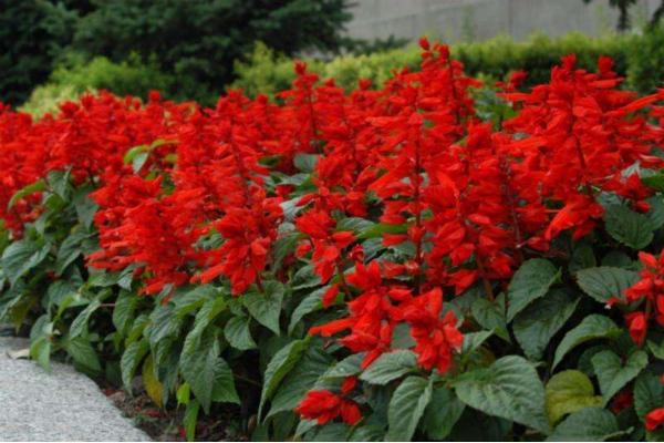 一串紅種子市場(chǎng)價(jià)格多少錢(qián)一斤 一串紅的種植方法