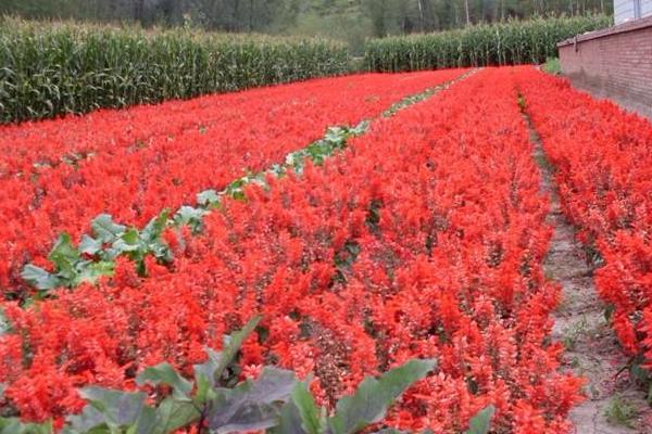 一串紅種子市場(chǎng)價(jià)格多少錢(qián)一斤 一串紅的種植方法