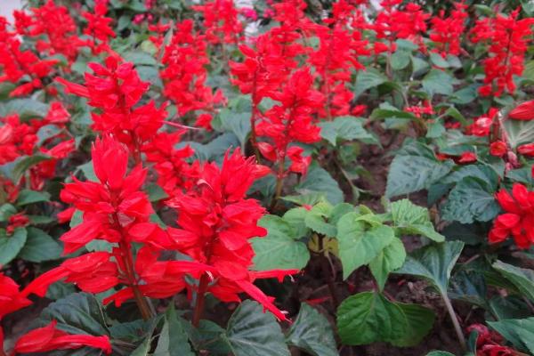 一串紅種子市場(chǎng)價(jià)格多少錢(qián)一斤 一串紅的種植方法