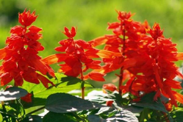 一串紅種子市場(chǎng)價(jià)格多少錢(qián)一斤 一串紅的種植方法