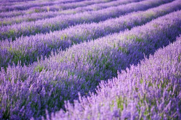 薰衣草是馬鞭草嗎 馬鞭草和薰衣草的區別是什么