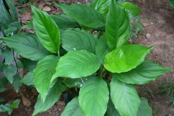 萬年青怎么養 萬年青盆栽養殖方法與注意事項