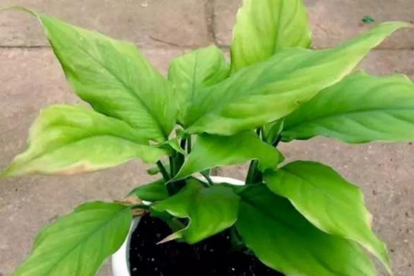 萬年青怎么養 萬年青盆栽養殖方法與注意事項