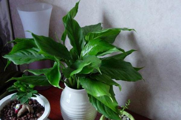 萬年青怎么養 萬年青盆栽養殖方法與注意事項