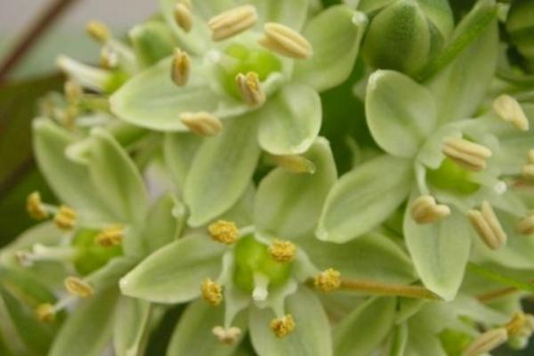 萬年青怎么養 萬年青盆栽養殖方法與注意事項