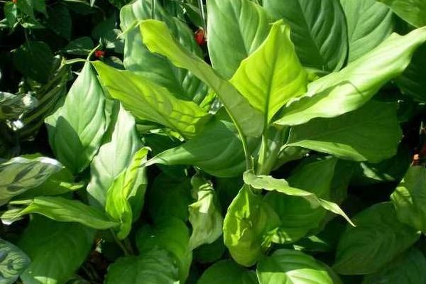 萬年青怎么養 萬年青盆栽養殖方法與注意事項