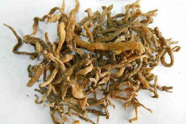 玉竹的功效與作用及禁忌 玉竹怎么吃才好