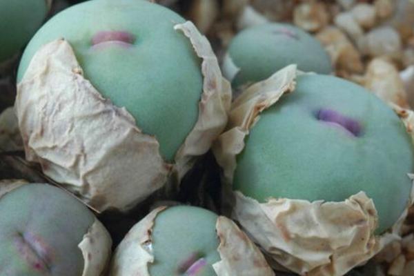 小紅嘴多肉市場(chǎng)價(jià)格多少錢一盆 多肉植物小紅嘴為什么這么貴