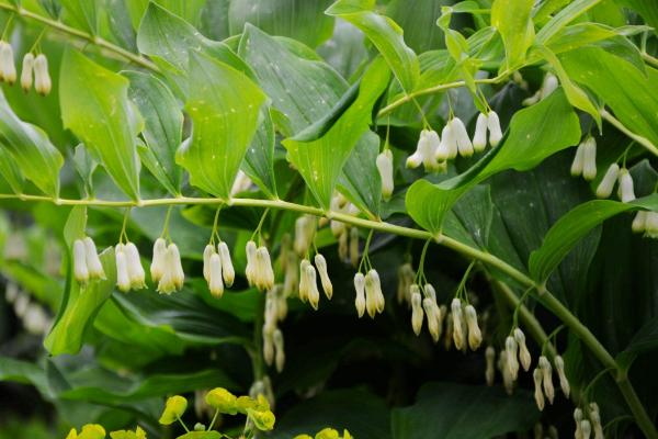 玉竹圖片大全 什么是玉竹