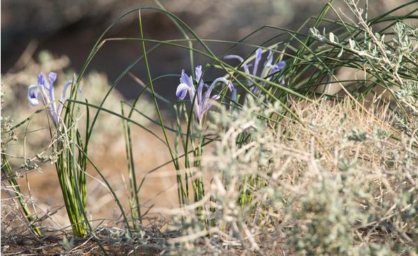 馬藺怎么養 馬藺養殖方法與注意事項