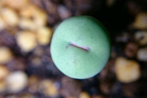 小紅嘴多肉市場(chǎng)價(jià)格多少錢一盆 多肉植物小紅嘴為什么這么貴