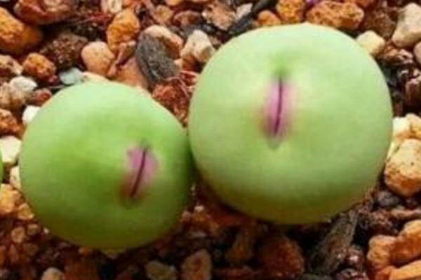 小紅嘴多肉市場(chǎng)價(jià)格多少錢一盆 多肉植物小紅嘴為什么這么貴