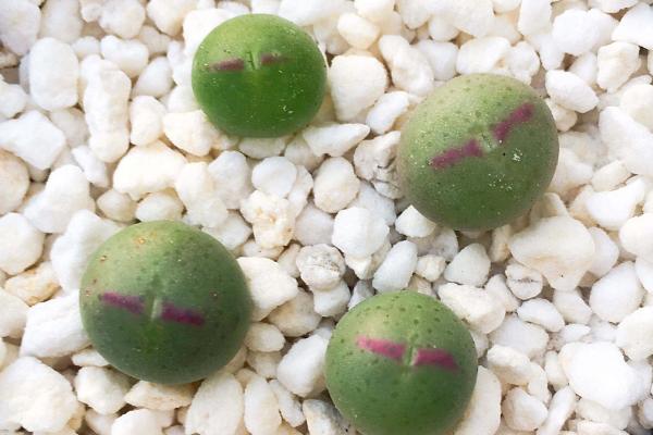 小紅嘴多肉市場(chǎng)價(jià)格多少錢一盆 多肉植物小紅嘴為什么這么貴