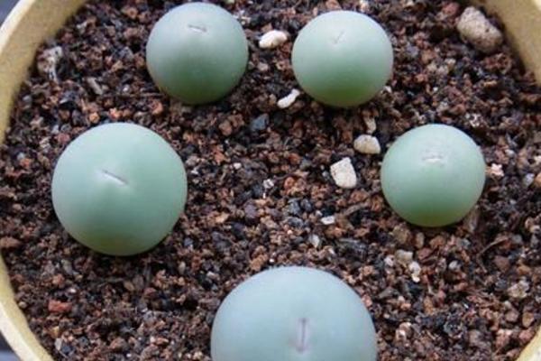 小紅嘴多肉市場(chǎng)價(jià)格多少錢一盆 多肉植物小紅嘴為什么這么貴