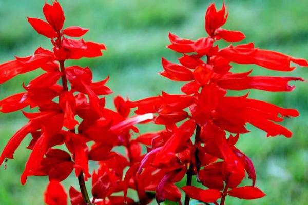 一串紅圖片大全 一串紅像什么