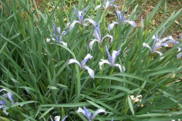 馬藺怎么養 馬藺養殖方法與注意事項