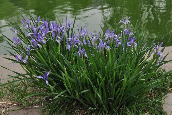 馬藺怎么養 馬藺養殖方法與注意事項