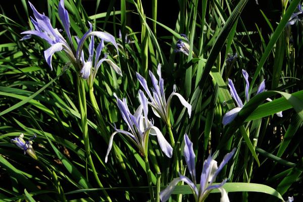 馬藺怎么養 馬藺養殖方法與注意事項