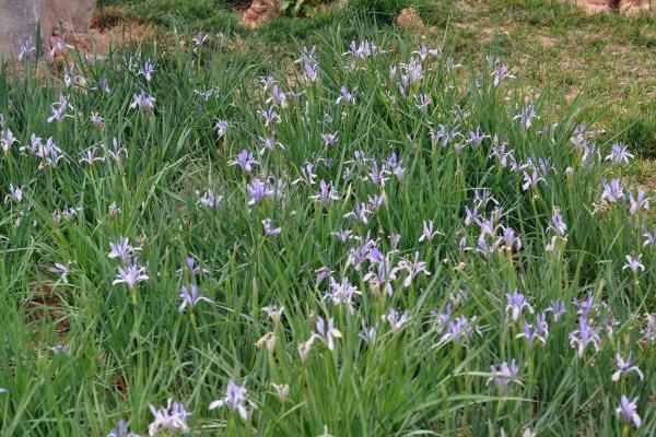 馬藺怎么養 馬藺養殖方法與注意事項