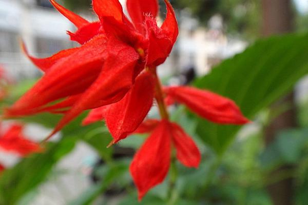 一串紅圖片大全 一串紅像什么