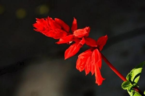 一串紅圖片大全 一串紅像什么